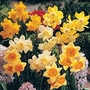 Daffodil Miniature Mixed 100 bulbs
