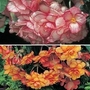 Begonia Cascading Picotee Mixed 20 tubers