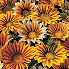 Gazania Tiger Stripes Mixed 25 plug plants