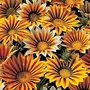 Gazania Tiger Stripes Mixed 25 plug plants