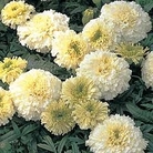 Tagetes French Vanilla F1 20 plugs + 5 FREE
