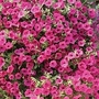 Petunia Purple Velvet F1 30 plug plants + 12 FREE