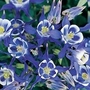 Columbine Winky Blue & White 72 plug plants + 12 FREE