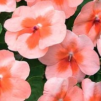 Impatiens Apricot Butterfly 84 plug plants