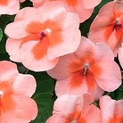 Impatiens Apricot Butterfly 84 plug plants