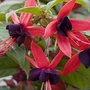 Fuchsia Lady Boothby 15 jumbo plants