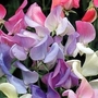 Lathyrus Antique Bouquet 10 cells (50 plants)