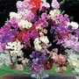 Lathyrus Floral Tribute 10 cells (50 plants)