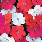 Impatiens SunPatiens Mixed 15 young plants + FREE Plant Labels