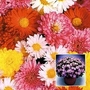 Chrysanthemum Hardy Patio Mixed 10 plants