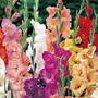 Gladioli Mixed 50 mixed bulbs