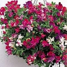 Lathyrus Sugar n Spice 5 cells (15 plants)