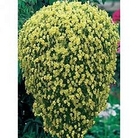 Viola Friolina Gold 10 young plants