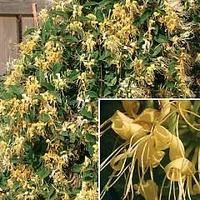 Lonicera Golden Honey 3 plants