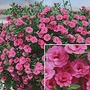 Petunia MiniFamous Double Pink 10 young plants