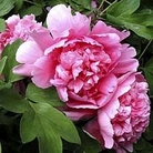 Peony - Tree Peony Hu Hong (Hu's Red) 1 bareroot plant