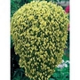 Viola Friolina Gold 15 young plants