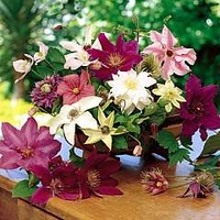 Lucky Dip - Clematis 1 Lucky Dip - Clematis