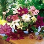 Clematis - Large-flowered Collection 10 young plants