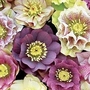 Hellebores - Exclusive Washfield Doubles Mixed 10 young plants
