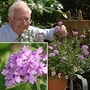 Verbena Seabrook's Lavender 5 young plants