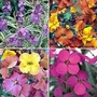 Wallflower Collection 12 plants - 3 of each variety