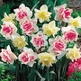 Narcissus Double Duo 30 bulbs