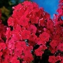 Phlox - Giant Hardy - Tenor 6 bareroot plants