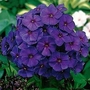 Phlox - Giant Hardy - Nicky 6 bareroot plants