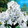 Phlox - Giant Hardy - David 6 bareroot plants