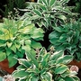 Hosta Grab Bag 6 bareroot plants