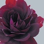 Geranium Black Rose 12 plants + FREE Fertiliser