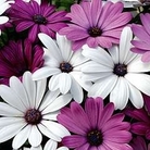 Osteospermum Passion Mix 20 plug plants + 5 FREE