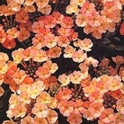 Verbena Peaches & Cream 72 plug plants + 12 FREE