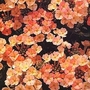 Verbena Peaches & Cream 72 plug plants + 12 FREE