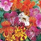 Mimulus Magic Rainbow 72 plug plants + 12 FREE