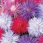 Aster 'Starlight' 42 plug plants