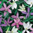 Laurentia Avant-Garde™ F1 Mixed 36 plug plants + 6 FREE