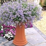 Laurentia Blue Stars 42 plug plants