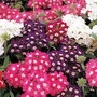 Verbena F1 Quartz Mixed 36 plug plants + 6 FREE