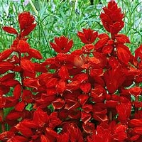 Salvia Blaze of Fire 36 plug plants + 6 FREE