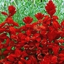 Salvia Blaze of Fire 36 plug plants + 6 FREE