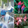 Fuchsia Hardy Collection 3 (Army Nurse, Delta's Sarah & Shrimp Cocktail) 9 plants - 3 of each
