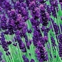 Lavender Munstead 36 plug plants + 6 FREE