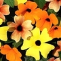 Black Eyed Susan (Thunbergia Mixed) 5 young plants