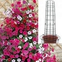 Petunia Tidal Wave 42 plug plants