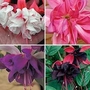 Fuchsia Giant Trailing - Bumper Pack - NEW 20 plants - 10 of each + FREE labels