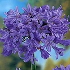African Lily Blue 2 bareroot plants