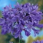 African Lily Blue 2 bareroot plants