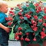 Begonia Skaugum 6 giant tubers